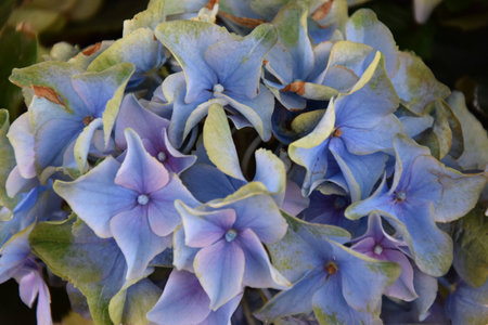 Flowers の写真素材