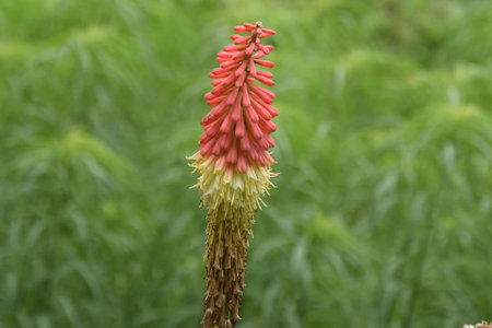 Flower の写真素材