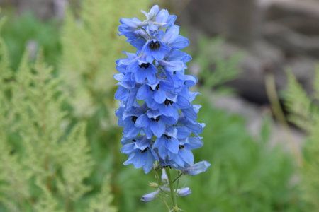 Flower の写真素材