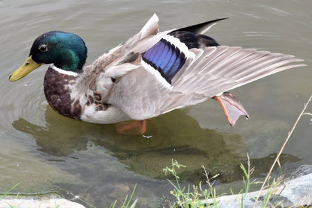Duck の写真素材