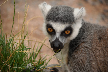 Lemur