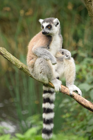 Lemurの写真素材