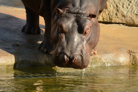 Hippo