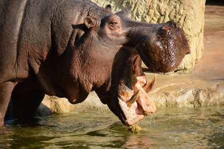 Hippo
