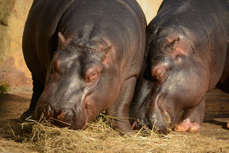 Hippoの写真素材