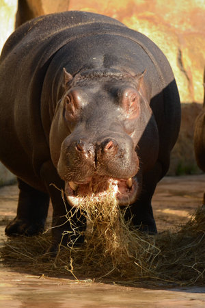 Hippoの写真素材