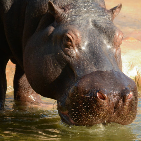 Hippo
