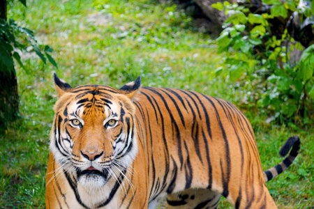 Tigerの写真素材