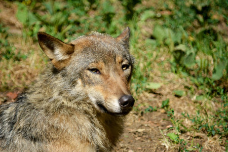 wolf