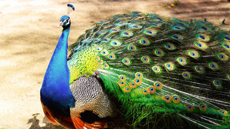 peacock