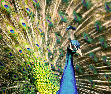 peacockの写真素材