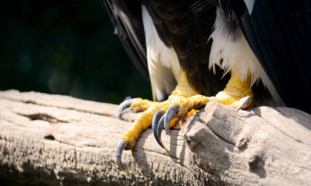 eagleの写真素材