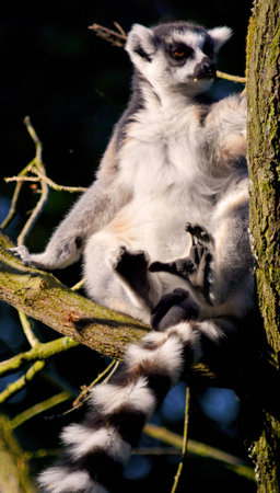 Lemur