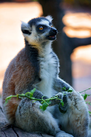 lemur