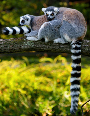 Lemur