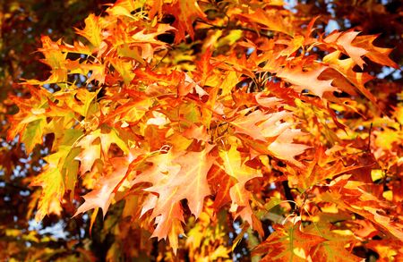 Fall.