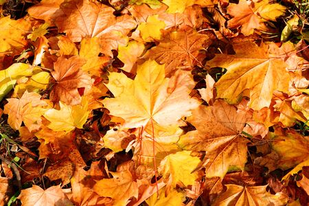 Fall.