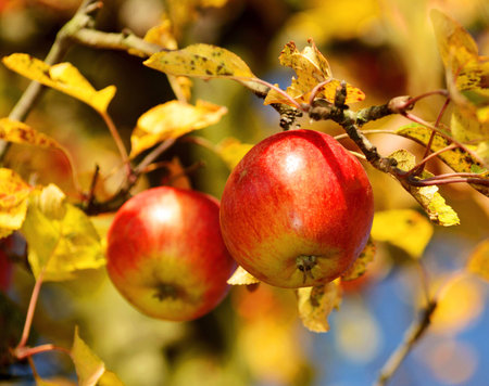 Applesの写真素材