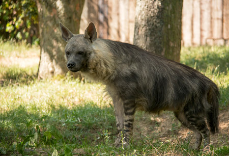 The Brown hyena lives in the southern regions of Africaの写真素材