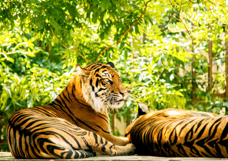 Royal Bengal Tiger, wildlife animals