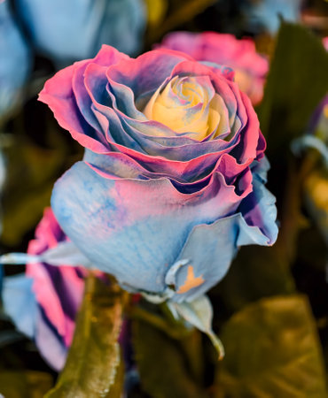 close up of a beautiful colorful rose in a flower shop, note shallow depth of fieldの写真素材