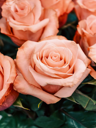 Stunning pink roses close-up â rare floral beauty, vibrant petals, soft hues, exotic flowers, romantic bouquet, luxurious blooms, light pink roses set against a floral backgroundの写真素材