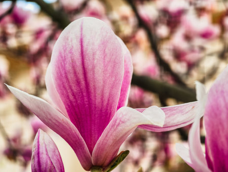 Magnolia flowers blooming in the spring garden. Selective focus.の写真素材