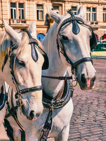 Two white horses adorned with bridles, standing on a cobblestone street with historic buildings in the background. Vertical photographyの写真素材