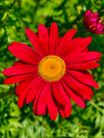 Red daisy flower in the garden on a summer day close up