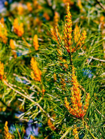 Close-up of a pine branch with orange flowers and green needles