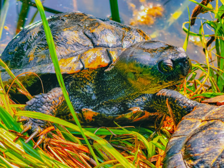 Red-bellied Tortoise (Trachemys scripta elegans) in the swampの写真素材