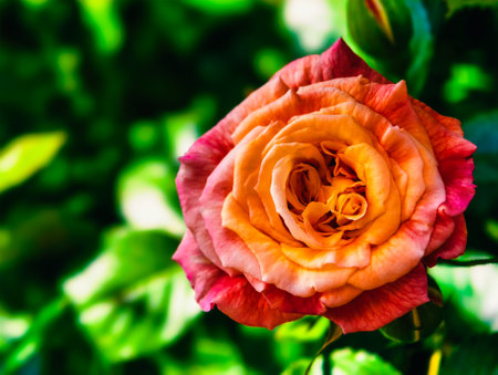 Beautiful roses in the garden, Roses are beautiful with a beautiful sunny day.の写真素材