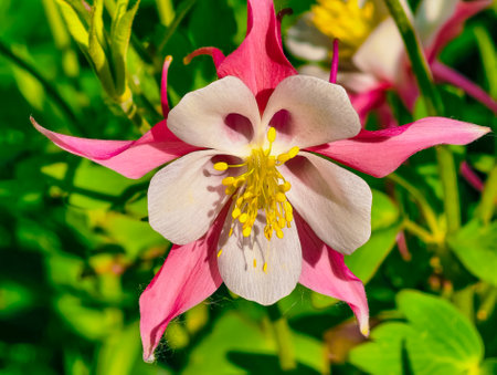 Aquilegia vulgaris, commonly known as the columbine, is a species of flowering plant in the family Ranunculaceae.の写真素材