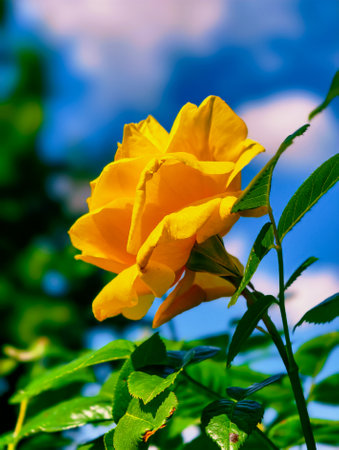 Yellow rose on the background of the blue sky. Shallow depth of field.の写真素材