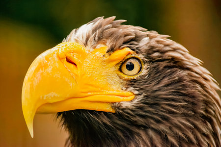 Close-Up of a Majestic Steller's Sea Eagle: Powerful and Striking Bird Portrait Ideal for Wildlife Photography, Nature Lovers, and Educational Purposesの写真素材