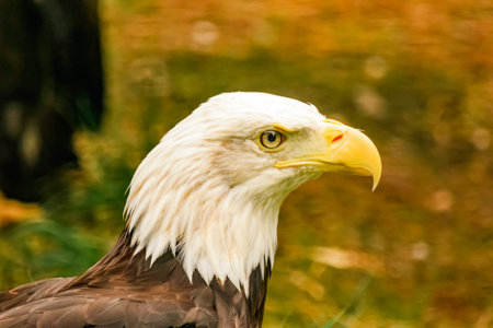 Magnificent Bald Eagle Close-Up: Striking Profile of a Majestic Bird of Prey Showcasing Intense Yellow Beak and Sharp Eyes, Set Against a Softly Blurred Natural Background - Captivの写真素材