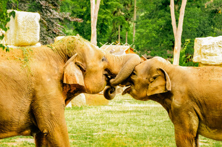 Two Elephants Playfully Intertwine Their Trunks, Gazing into Each Other's Eyes â A Heartwarming Display of Connection in Nature. Tender Moment Between Elephants: Heartwarming Interの写真素材