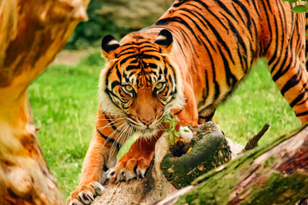 Captivating Bengal Tiger Staring Directly at the Camera: Close-Up of a Powerful Predator Scratching...