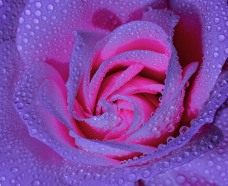close up of pink rose petals with water drops on petalsの写真素材