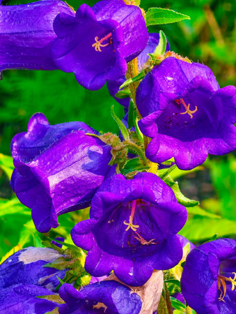 Blue bellflowers in the garden. Close-up. Selective focus.