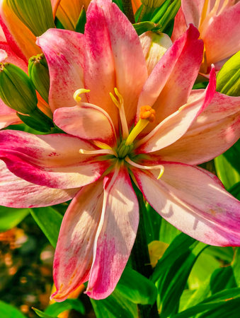 Beautiful pink lily in the garden close-up macro photography