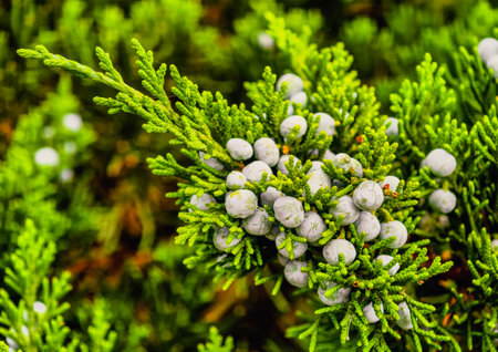 Beautiful Evergreen Foliage with Blue Juniper Berries. High-Resolution Natural Background for Wallpaper, Screensaver, Web Design, Social Media, Marketing, and Digital Advertising Pの写真素材