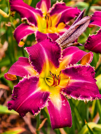Beautiful Pink and Yellow Daylily Abstract Background - Stunning High-Res Wallpaper for Phones, Tablets, TVs, Social Media, Marketing and Creative Web Design - Nature Floral Decorの写真素材