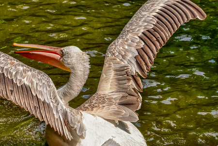 Pelican (Pelecanus occidentalis) in the parkの写真素材