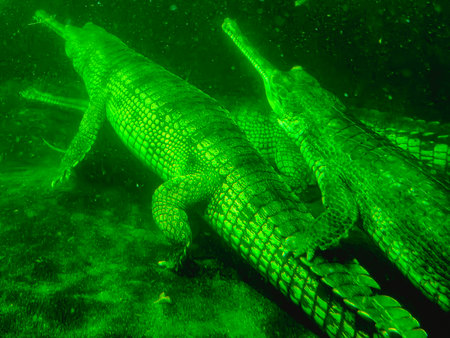 Crocodile in the green water. Underwater photo.の写真素材