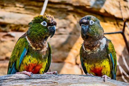 Portrait of two parrots sitting on a branch in a zooの写真素材