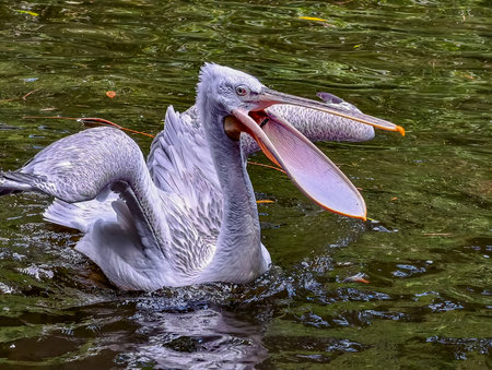 Pink-backed Pelican - Pelecanus rufescensの写真素材