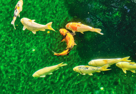 Goldfish Swimming in a Serene Water Pond. Beautiful and Colorful Aquatic Scene Perfect for Nature Lovers, Digital Design, Desktop Screensavers, and Tranquil Backgrounds. Stock Photoの写真素材