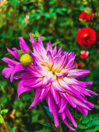 Stunning Purple Flower Bloom - Vibrant Floral Photography for Digital Backdrops, Home Decor, Social Media Content, Aesthetic Avenues, and Marketing Materials for Nature Loversの写真素材