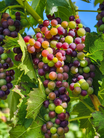 Bunch of red and green grapes on vineyard in summer.